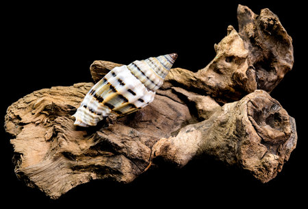 A Vexillum balteolatum seashell resting on textured driftwood against a black background. The shell...