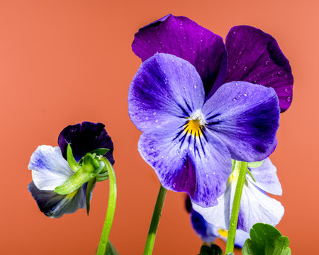 Close-up of vibrant purple and blue pansy flowers with water droplets on their petals, set against a warm orange background. The delicate texture and intricate details of the petals are highlightedの写真素材