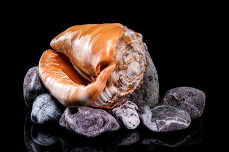 A polished Cypraecassis rufa shell resting on a bed of stones, showing its vibrant color and...