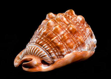 Close-up of a Cypraecassis rufa, Red Helmet Shell, with a textured, glossy surface, displaying...