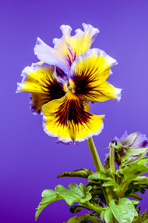 Close-up of a vibrant ruffled pansy flower with striking yellow and purple petals, adorned with intricate dark veining and delicate water droplets. The purple background enhances its vivid colorsの写真素材