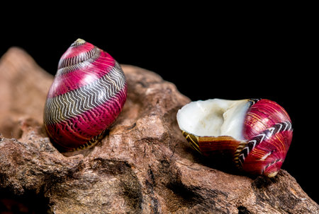 Close-up of vibrant Nerite seashell resting on textured driftwood against a black background.の写真素材
