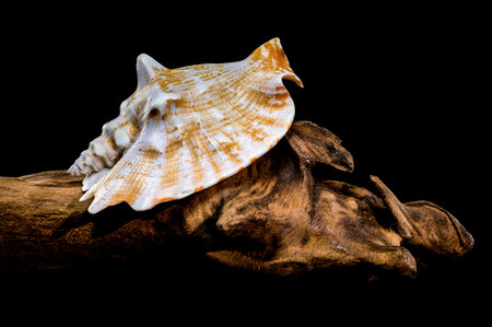 A detailed photo of a Strombus raninus shell resting on driftwood, set against a black background,...