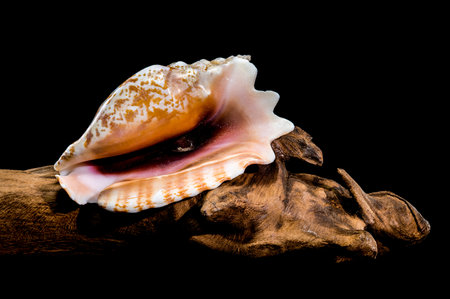 A detailed photo of a Strombus raninus shell resting on driftwood, set against a black background,...