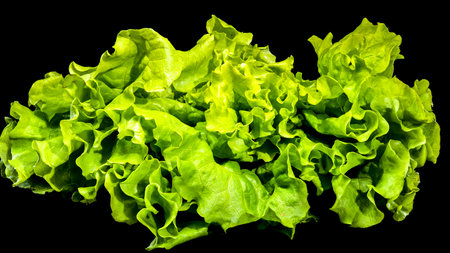 Lettuce isolated on black background. Fresh green lettuce salad.の写真素材