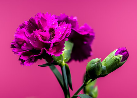 Two striking pink flower blossoms and a bud stand out against a vivid pink background, showing the intricate details of their ruffled petals and the fresh green stemsの写真素材