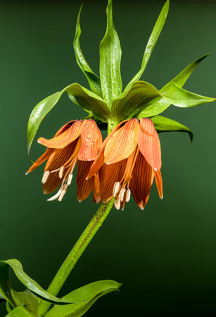 A detailed shot of a vibrant orange Fritillaria imperialis flower with its green leaves and stem, highlighted against a muted, solid green backgroundの写真素材
