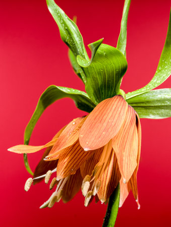 A closeup captures the bright orange petals and green foliage of a Fritillaria imperialis flower, set against a solid, warm red backgroundの写真素材