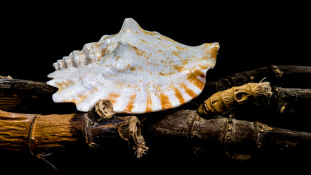 A pink and orange Strombus gigas conch shell rests on weathered, textured branches against a dark...