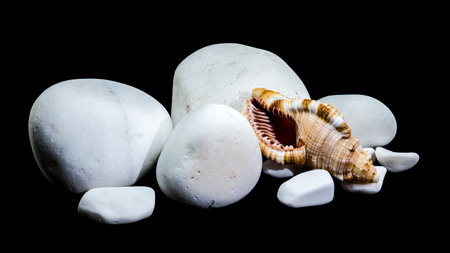 Monoplex pilearis shell with a hairy texture and intricate patterns nestled on smooth white stones set against a dark backgroundの写真素材