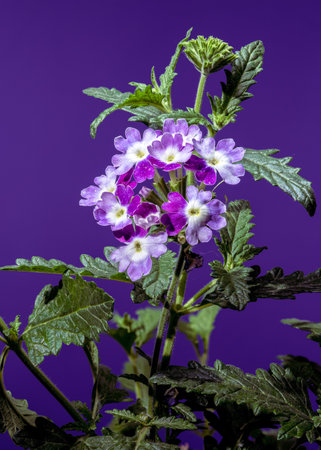 A captivating close-up of vibrant purple and white Verbena flowers in full bloom, set against a...