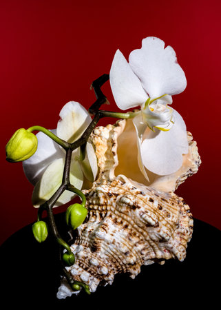 White orchid flowers with green buds rest on a textured seashell against a vivid red background,...