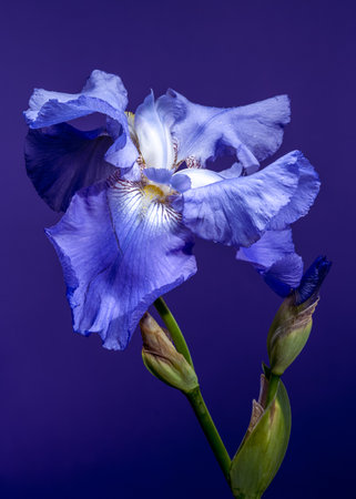 A captivating close-up of a vibrant blue iris, its delicate petals unfolding against a rich, dark blue backgroundの写真素材