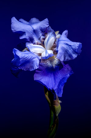 A captivating close-up of a vibrant blue iris, its delicate petals unfolding against a rich, dark...