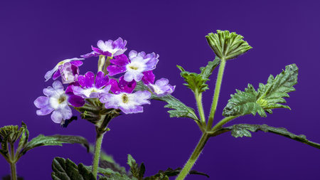 A captivating close-up of vibrant purple and white Verbena flowers in full bloom, set against a rich, solid purple backgroundの写真素材