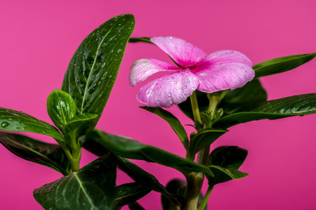 A close-up shot of a delicate pink periwinkle flower, set against a deep pink backgroundの写真素材
