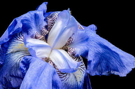 A captivating close-up of a vibrant blue iris, its delicate petals unfolding against a rich, black...