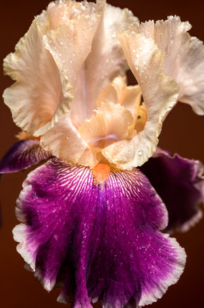 A striking bicolor iris showcases its delicate blend of creamy white and rich purple petals against...