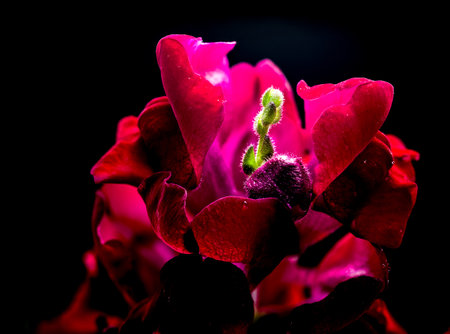 A close-up shot of vibrant red Snapdragon flowers, set against a stark black backgroundの写真素材