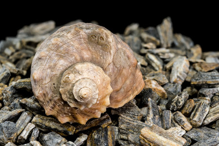 Close-up of a Rapana venosa seashell, showcasing its textured surface and unique form on a bed of natural stonesの写真素材