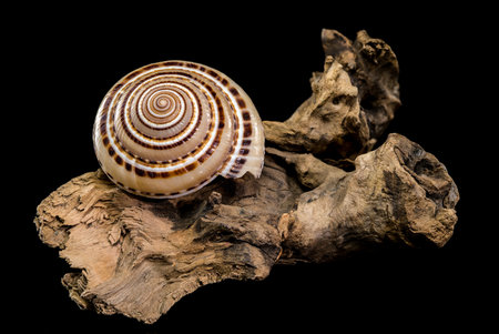 Striking studio shot of an Architectonica perspectiva seashell, showcasing its intricate, geometric...