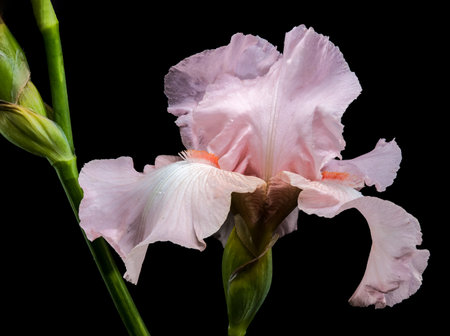 A close-up shot of a beautiful pink iris flower, its delicate petals unfolding against a stark black backgroundの写真素材