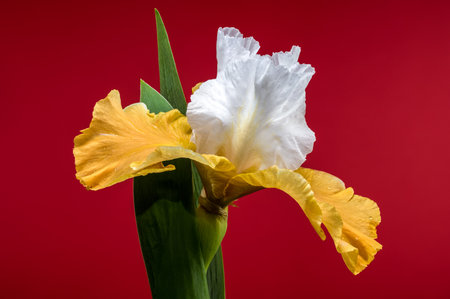 A close-up shot of a stunning white and yellow iris, its delicate petals displayed against a vibrant...