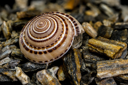 Close-up of an Architectonica perspectiva seashell, displaying its geometric spiral pattern on a bed...
