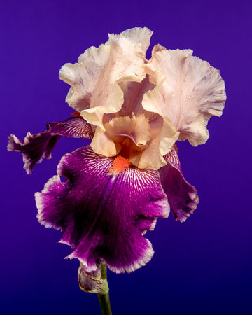 A striking close-up of a bearded iris showcasing beautiful cream and deep purple petals with...