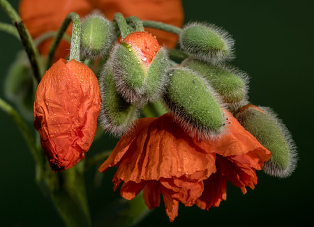 A close-up shot of vibrant orange poppy flowers and fuzzy green buds, adorned with water droplets, against a dark green backgroundの写真素材