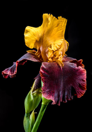 A captivating close-up of a striking bearded iris, showing its vibrant yellow and deep burgundy petals against a stark black backgroundの写真素材
