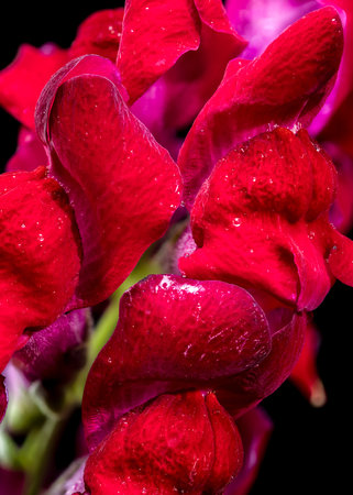 A close-up shot of vibrant red Snapdragon flowers, set against a stark black backgroundの写真素材