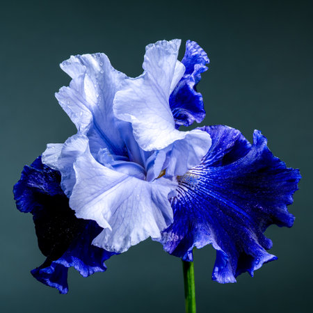 A captivating close-up of a vibrant blue iris, its delicate petals unfolding against a rich, bright teal backgroundの写真素材