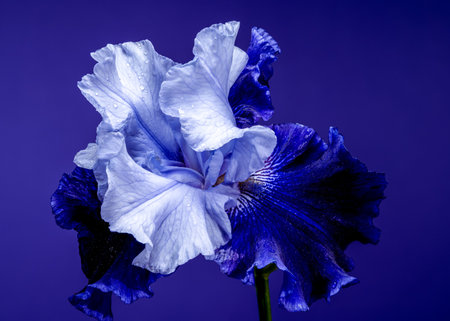 A captivating close-up of a vibrant blue iris, its delicate petals unfolding against a rich, dark blue backgroundの写真素材
