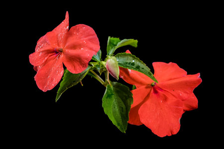 A close-up shot of vibrant orange Impatiens Walleriana flowers and a developing bud, set against a stark black backgroundの写真素材