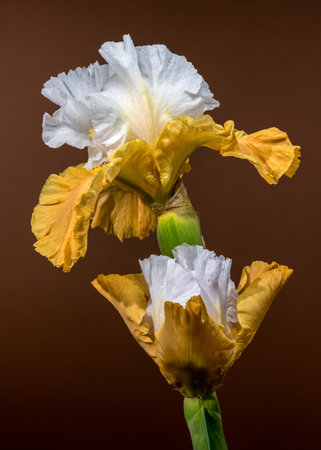 A close-up shot featuring two elegant white and yellow bearded iris flowers, their intricate petals...