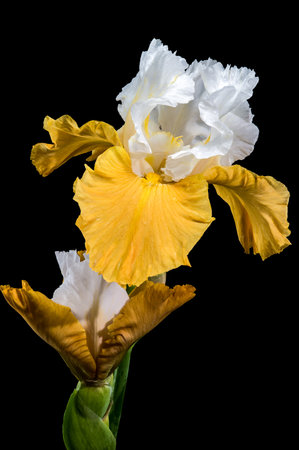 A captivating close-up of a striking bearded iris, showing its vibrant white and yellow petals against a stark black backgroundの写真素材