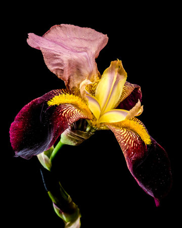 A vibrant close-up of a bearded iris showcasing rich purple and bright yellow petals with intricate...