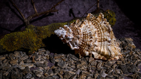 Detailed image of a textured sea shell resting on small pebbles, with a moss-covered branch in the background, showing natural coastal elementsの写真素材