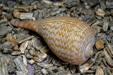 Exquisite Ficus gracilis shell, captured with sharp detail, showing its unique patterns and natural...