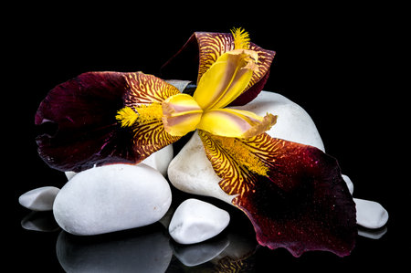A captivating close-up of a striking bearded iris, showing its vibrant yellow and deep burgundy petals resting on smooth white stones against a stark black backgroundの写真素材