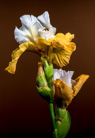 A close-up shot featuring two elegant white and yellow bearded iris flowers, their intricate petals...