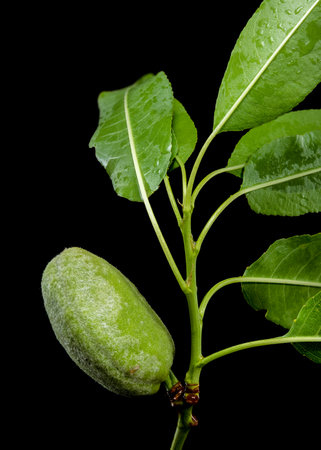 A close-up shot of a developing green almond fruitlet and leaves on a branch, set against a stark black backgroundの写真素材
