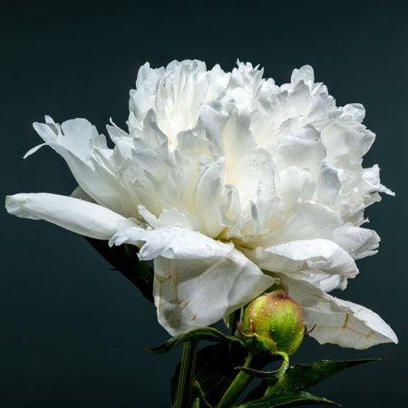 A stunning close-up of a vibrant white peony, showcasing its delicate petals and fresh dew drops against a deep, contrasting backdropの写真素材