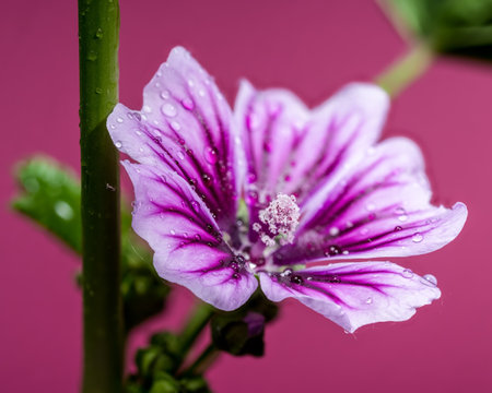 A close-up of a beautiful purple mallow flower covered in glistening water droplets, set against a rich magenta background. Perfect for nature, garden, and beauty themesの写真素材