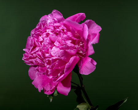 A vibrant pink peony flower with water droplets, beautifully contrasted against a lush green background, highlighting its delicate petals and fresh appearanceの写真素材
