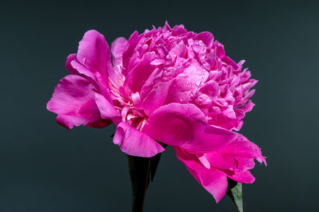 A stunning hot pink peony flower, adorned with fresh water droplets, beautifully contrasted against a deep, dark teal background, emphasizing its vibrant color and lush petalsの写真素材
