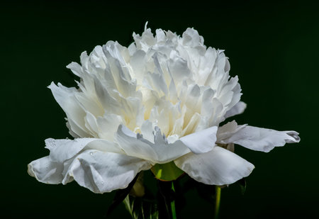 A striking white peony in full bloom, showcasing its delicate petals and green foliage against a rich, dark green backdropの写真素材