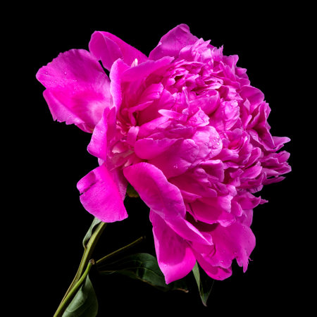 Vibrant hot pink peony flower, fresh with water droplets, photographed against a stark black background, highlighting its rich color and delicate petalsの写真素材