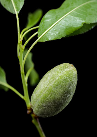 A close-up shot of a developing green almond fruitlet and leaves on a branch, set against a stark black backgroundの写真素材